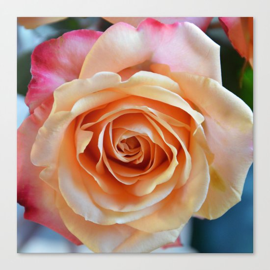 A gorgeous rose in full bloom Canvas Print