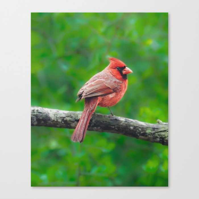 Red Cardinal against green leaves Canvas Print