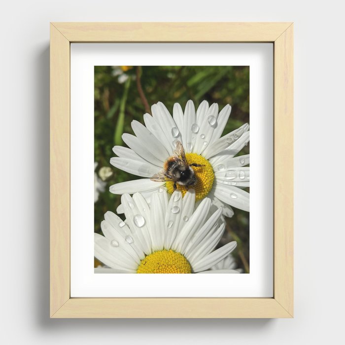 Busy As A Bee: Tattered But Not Tired Recessed Framed Print