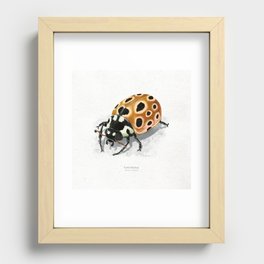 Eyed ladybug scientific illustration art print Recessed Framed Print