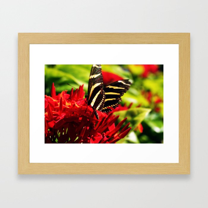 Zebra Longwing Butterfly Framed Art Print