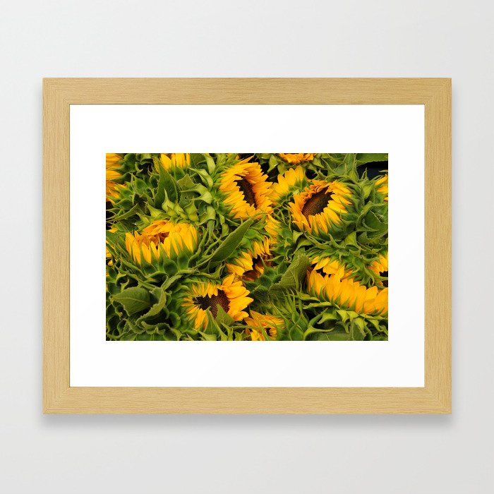 Sunflower Cluster Framed Art Print