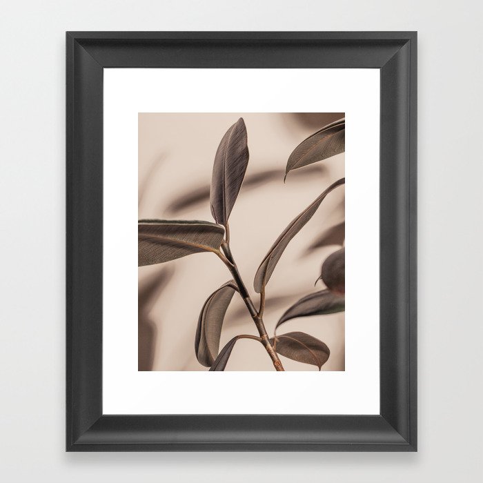 Rubber Plant Fig. 01 Framed Art Print