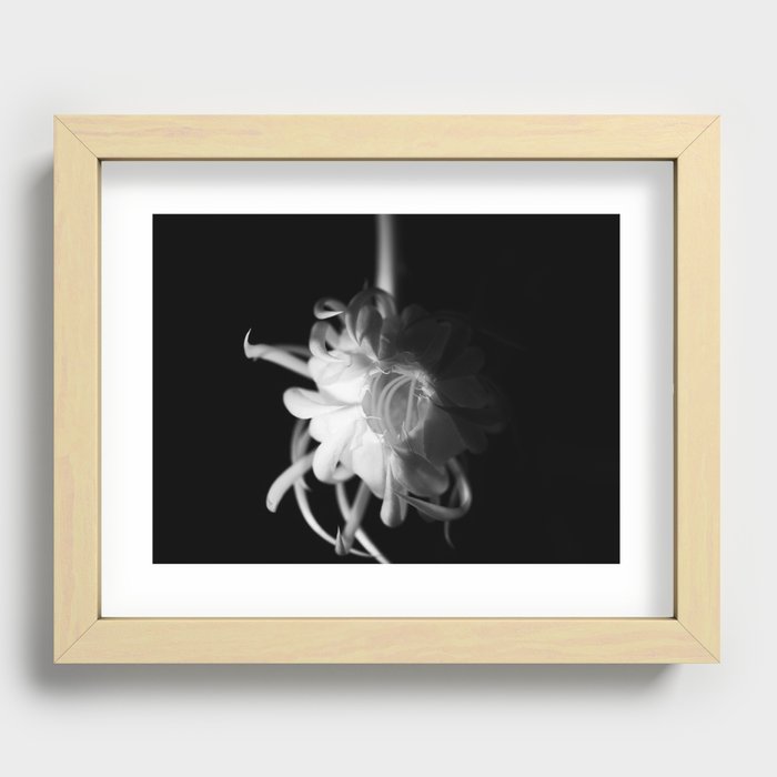 Black and white queen of the night blooming flower Recessed Framed Print