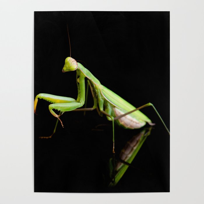 Praying mantis Poster