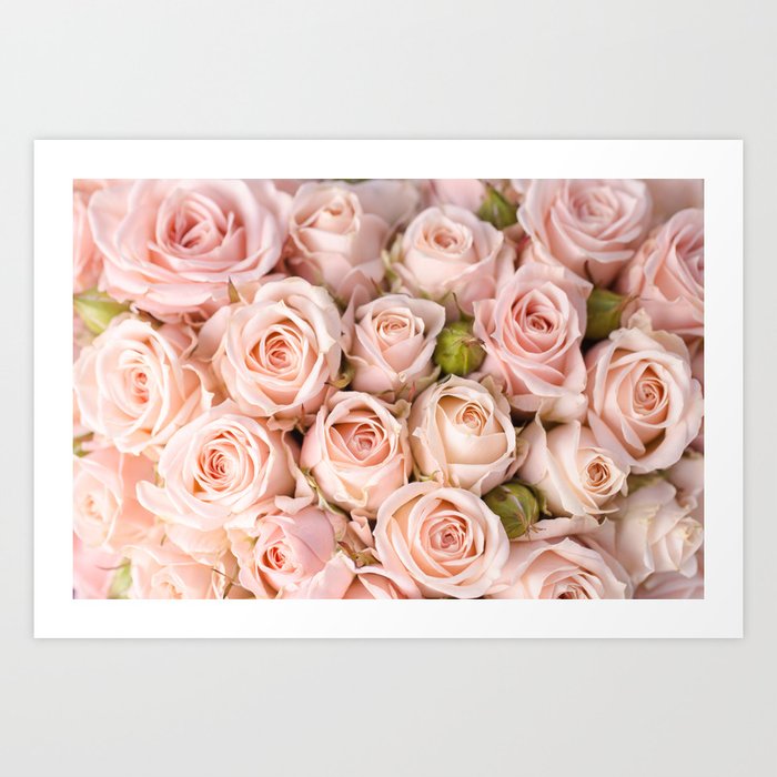 Blush Pink Roses Art Print