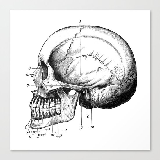 Skull 3 Canvas Print