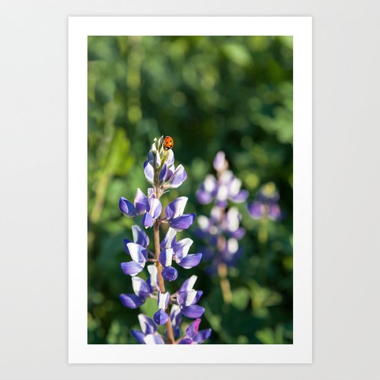 Ladybug on Lupine Flower Art Print