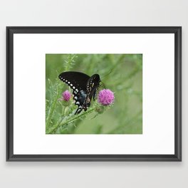 Butterfly Thistles  Framed Art Print