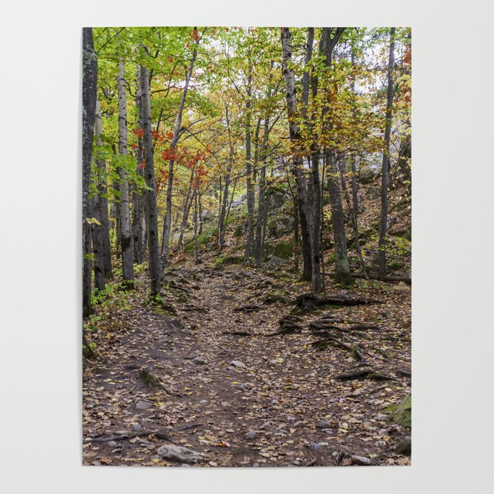 forest in fall Poster