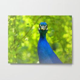 Peacock is watching you Metal Print