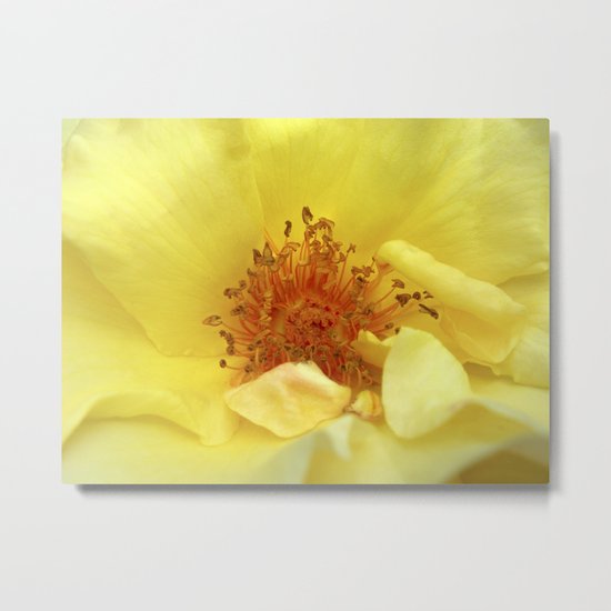 yellow rose macro XIII Metal Print
