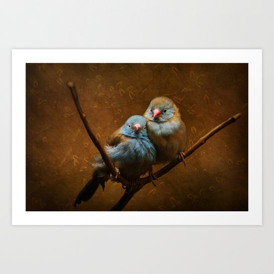 Male and Female Cordon Bleu Canaries Art Print