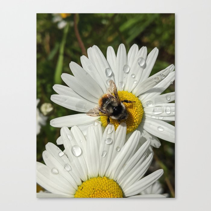Busy As A Bee: Tattered But Not Tired Canvas Print