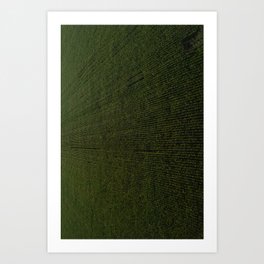 Rural Corn Fields Art Print