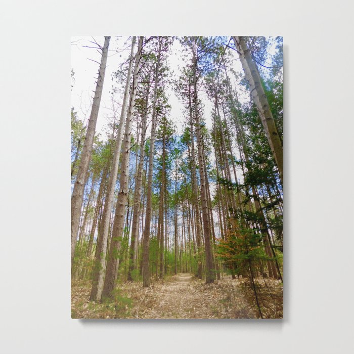Sunken Lake Tall Pines Metal Print
