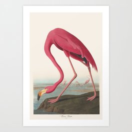 Vinatge Bird Illustration, American Flamingo Art Print