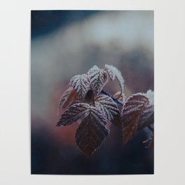 Frosty Leaves Poster
