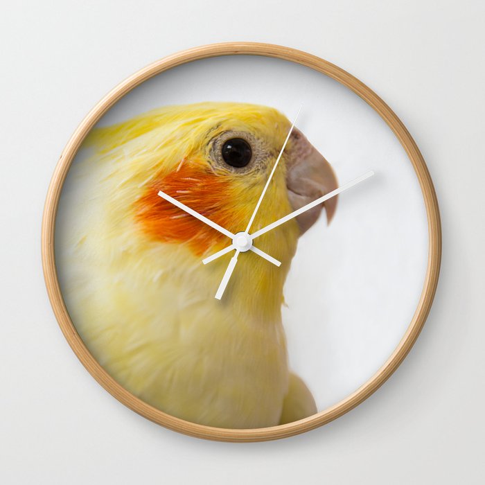 Yellow cockatiel on white background. Domestic wild animal bird. Beautiful cute parrot.  Wall Clock