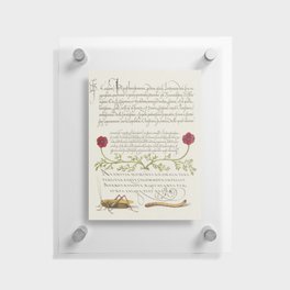 Vintage calligraphic poster with grasshopper Floating Acrylic Print
