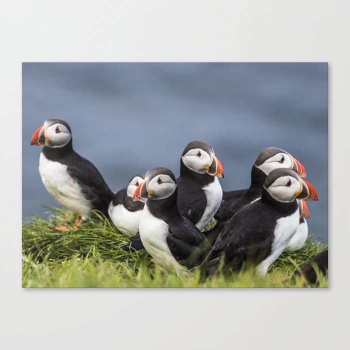 puffin Canvas Print