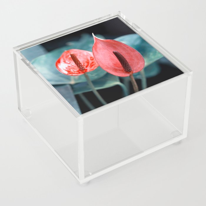 Beautiful Anthurium Flamingo Flower In Varitone Red Acrylic Box