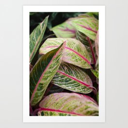 Pink Striped Aglaonema  |  The Houseplant Collection Art Print