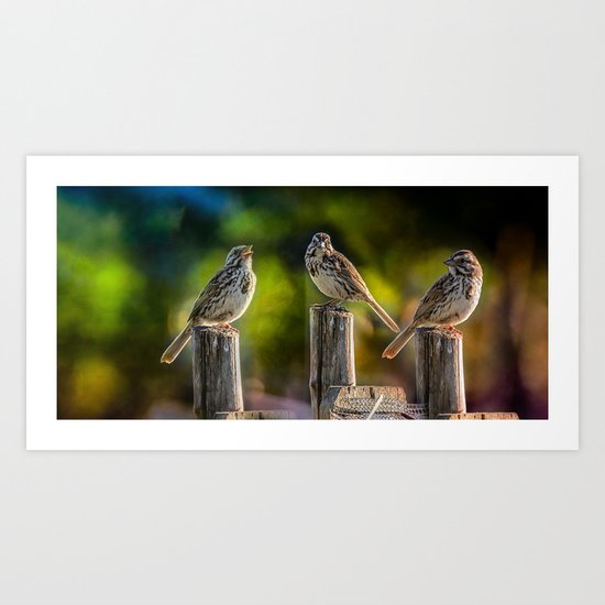 Sparrows Art Print