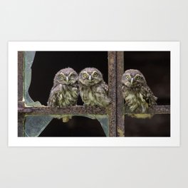 owl three little sit birds Art Print