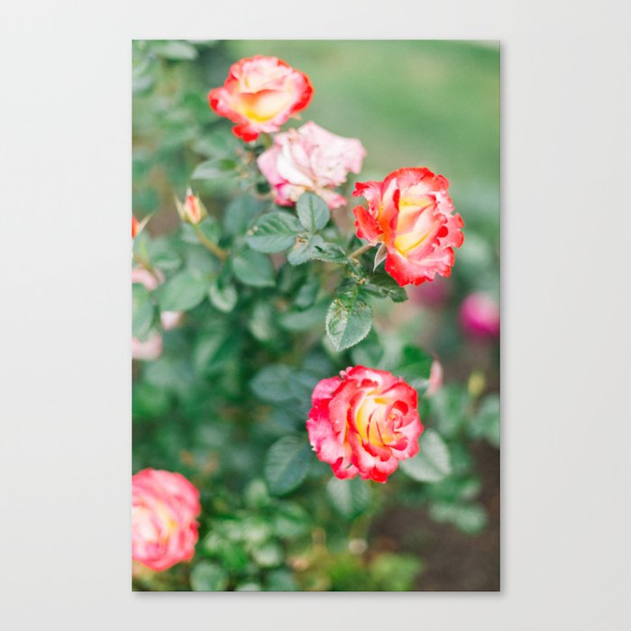 Roses in bloom: 1 Canvas Print