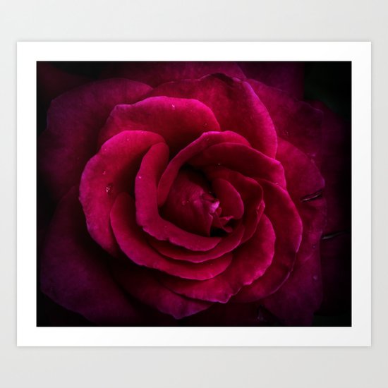 Texture Of A Rose Art Print