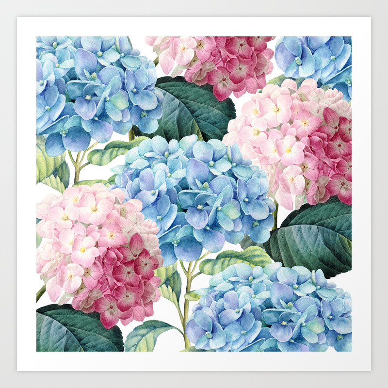 Pink Blue Hydrangea Art Print By Julianarw Society6