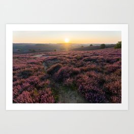 Hether sunrise | Posbank Rhenen Netherlands | Purple flowers  Art Print
