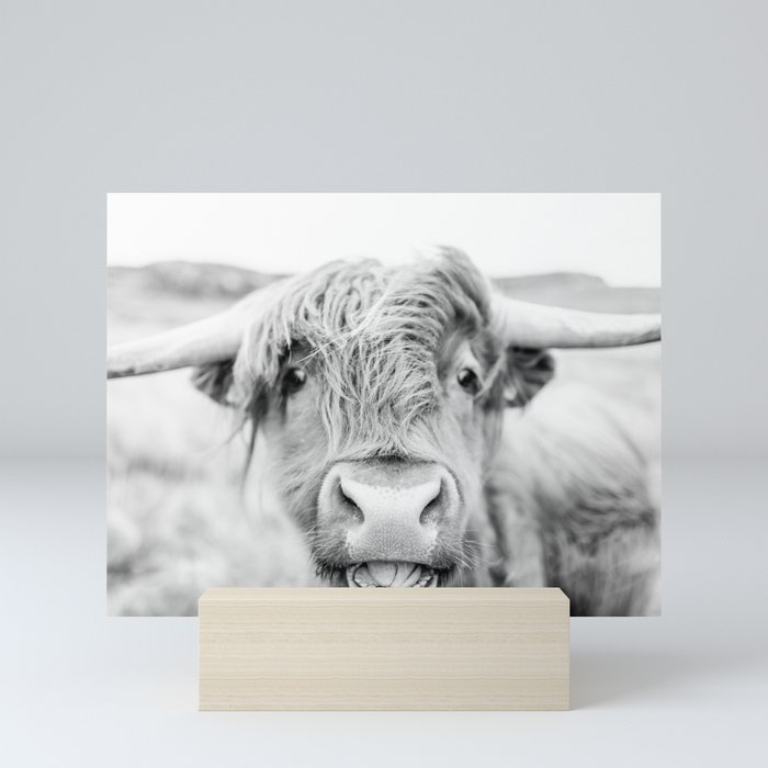 Cheeky Highland Cow Mini Art Print
