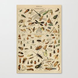 Insectes 1 by Adolphe Millot Canvas Print