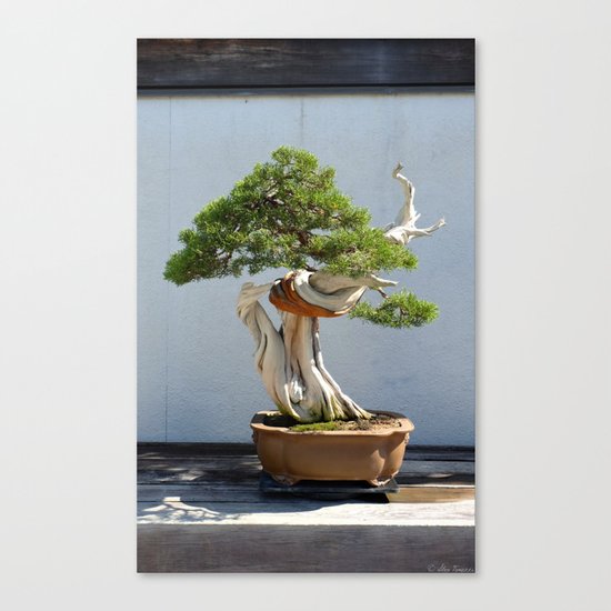 Natural Knot Canvas Print
