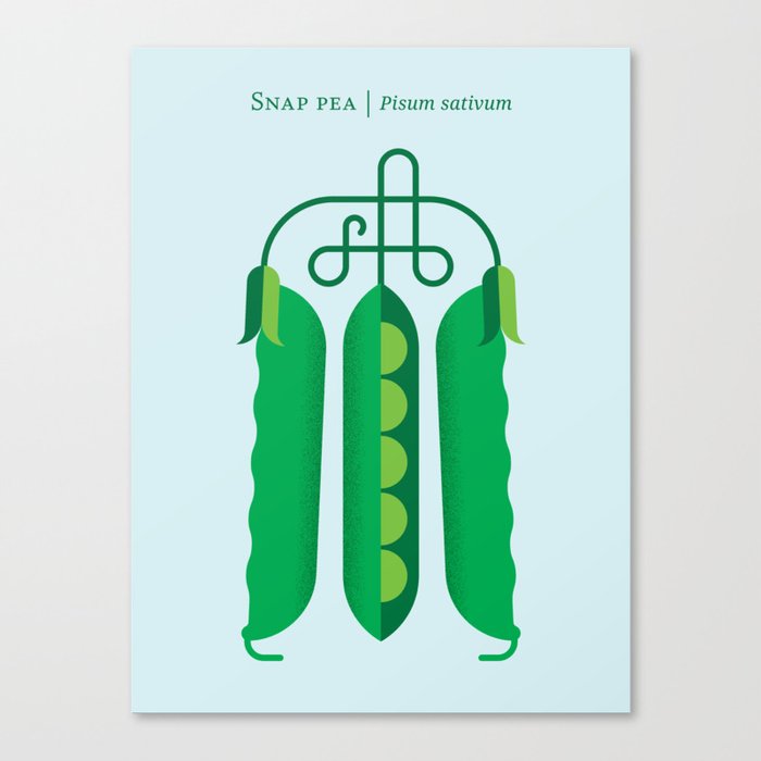 Vegetable: Snap pea Canvas Print