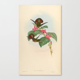 Rufous-breasted Hermit Hummingbird by John Gould, 1861 (benefitting the Nature Conservancy) Canvas Print