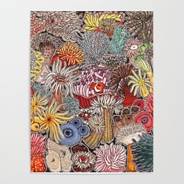 Clown fish and Sea anemones Poster