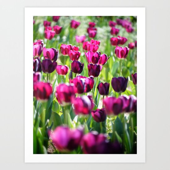 purple tulips Art Print