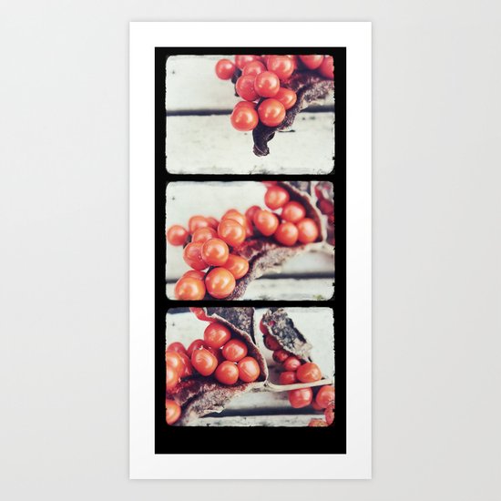 Seed Pods Triptych Art Print