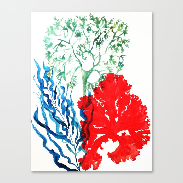 Corals underwater, coral reef Canvas Print