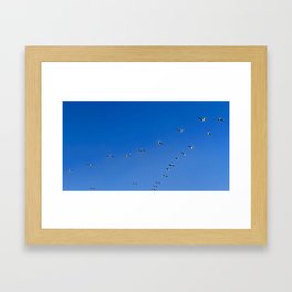 pelican migration, bright blue skies Framed Art Print