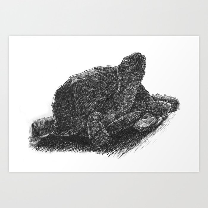 Box Turtle Study Art Print