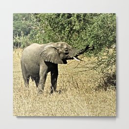 Little African Elephant Acacia Tree Safari Africa Metal Print | Acacia, African, Trees, Africanelephant, Fauna, Africa, Tree, Acaciatree, Animal, Exotic 