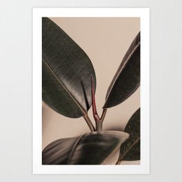 Rubber Plant Fig. 02 Art Print