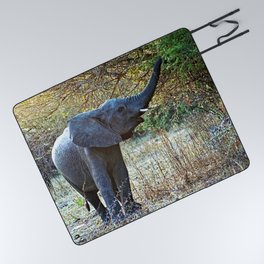 African Baby Elephant Acacia Tree Forest Africa Picnic Blanket