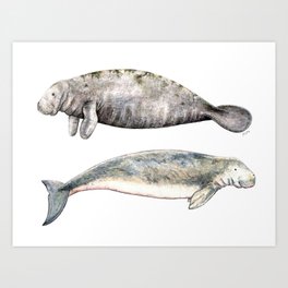 Sea cows: Manatee and Dugong Art Print