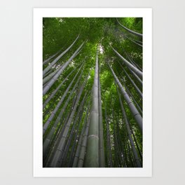 bamboo forest Art Print