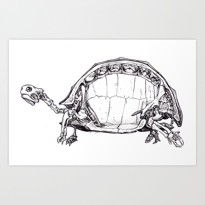 turtle anatomy